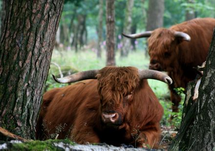 twee Highland runderen, één liggend