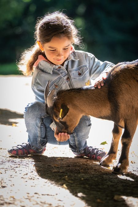 Meisje voert geit in dierentuin Olderdissen