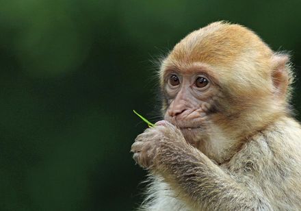 Avonturen in het apenverblijf in de natuurdierentuin in Rheine
