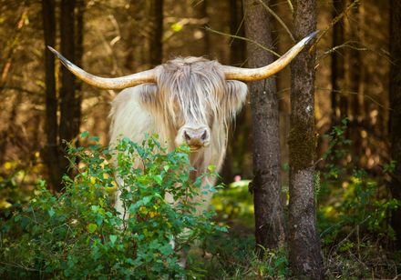 Vee in het bos