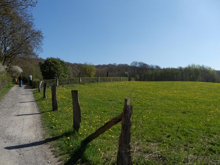 Pad langs een bloeiende weide bij de Hermannsweg bij Lengerich