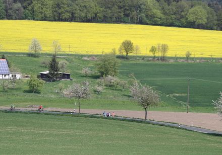 Koolzaadbloesem in de Holperdorper Vallei bij Lienen