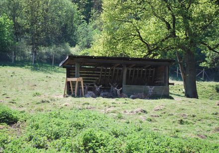 Willebadessen wildreservaat