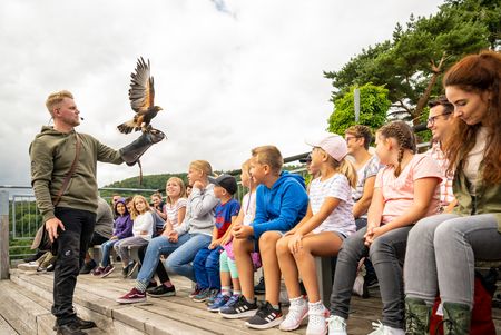 Vluchtshow bij de Berlebeck Adelaarswaarnemingspost