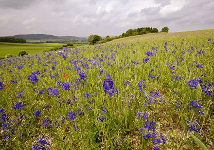 Bloemen op een weide - Ossendorf kalkgrasland