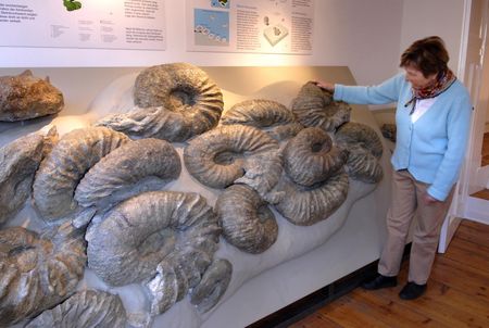 Reusachtige ammonieten in het cultuur- en erfgoedcentrum Borgholzhausen