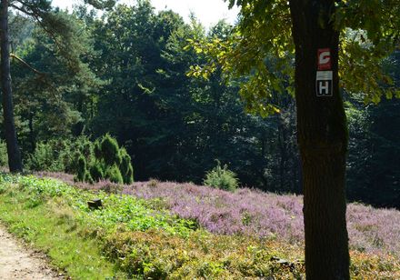 Jeneverbesheide aan de Hermannsweg