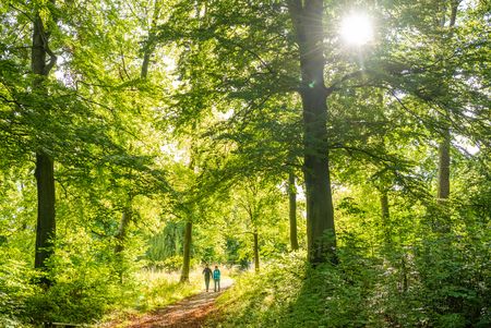 Wandelaars in het bos