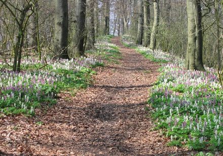 Wandelpad met ridderspoor in Dissen