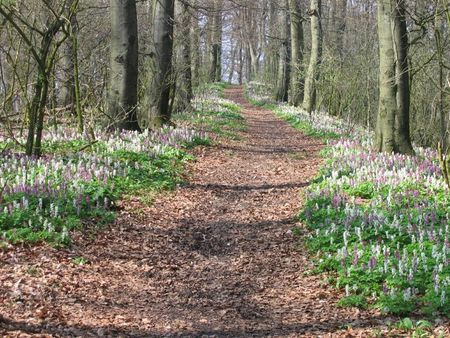 Wandelpad met ridderspoor bij Dissen