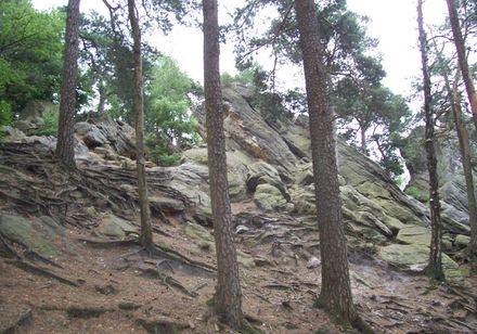 Helling met bomen en rotsen op de Dörenther kliffen