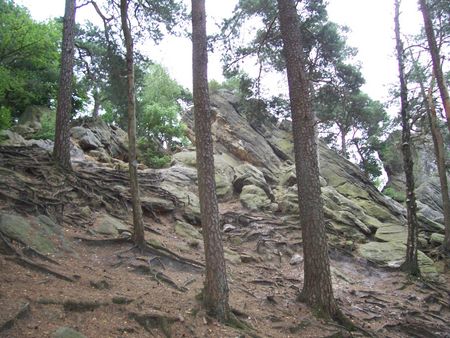 Helling met bomen en rotsen op de Dörenther kliffen