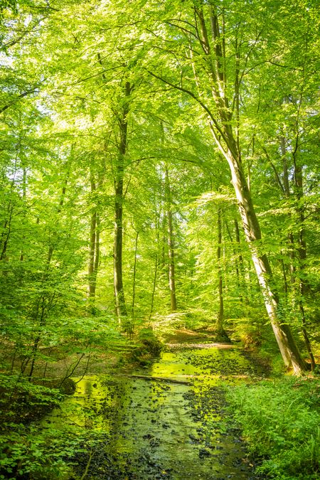 Het Silberbachtal