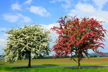 Sleedoorn en meidoorn in Hilter