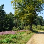 Jeneverbesheide aan de Hermannsweg boven Steinhagen