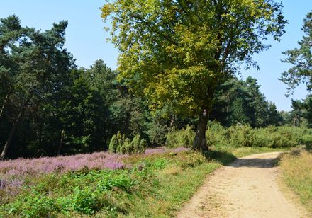 Jeneverbesheide aan de Hermannsweg boven Steinhagen