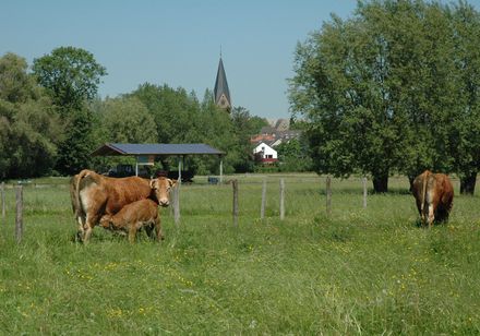 Koeien in de wei