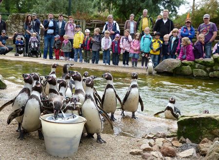 Pinguïn voeren in Rheine Nature Zoo