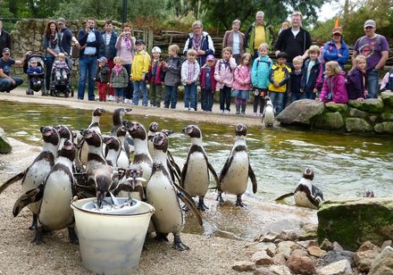 Pinguïn voeren in Rheine Nature Zoo