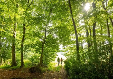 Wandelaars in het bos