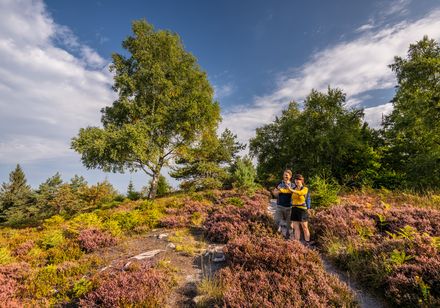 Heide bij de Velmerstot in Lippe