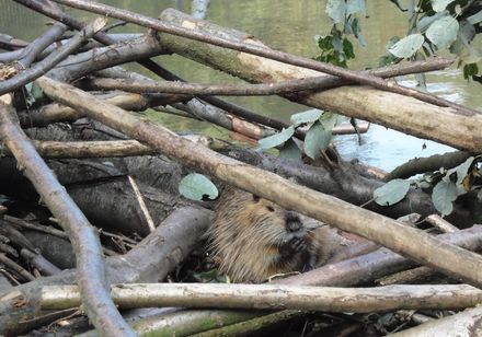Bevers in dierenpark Olderdissen