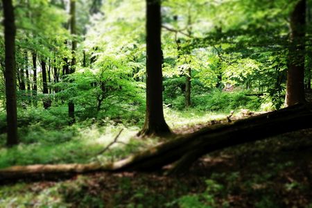 Natuurlijke boscel in de Steinbeke
