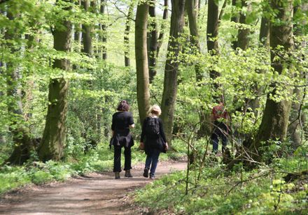 Wandelen in het Teutoburgerwoud bij Lienen