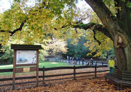 Herfstsfeer in dierentuin Olderdissen