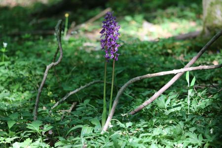 Mannelijke orchidee in het natuurreservaat