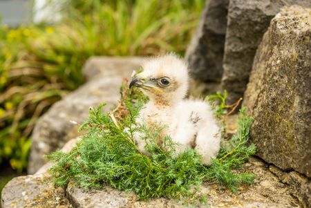 Jonge vogel bij het roofvogelstation