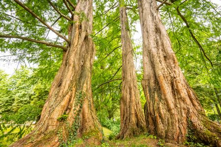Oude bomen in het historische kuurpark van Horn-Bad Meinberg