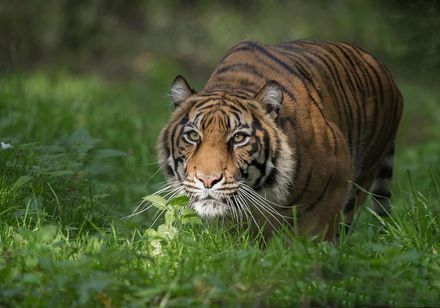 Tijgers in Rheine Nature Zoo