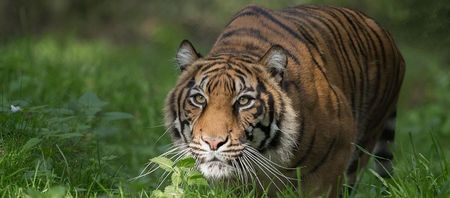 Rheine -Tiger im Naturzoo Rheine