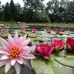 Waterlelies bloeien in NaturaGart Park bij Ibbenbüren 