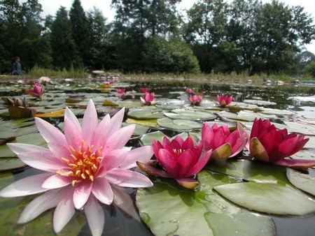 Waterlelies bloeien in NaturaGart Park bij Ibbenbüren
