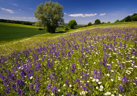 Bloemen op een weide - Ossendorf kalkgrasland