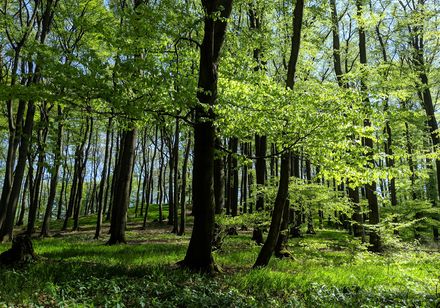 Jong groen aan de beuken in Lage-Hörste