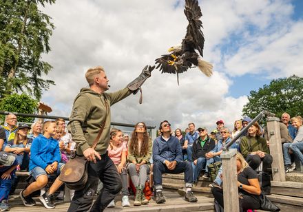 Vliegshow met de valkenier in het Berlebeck adelaarsreservaat