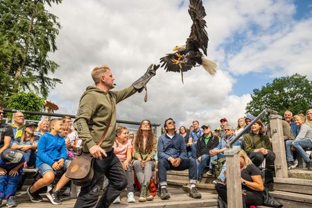 Vliegshow met de valkenier in het adelaarsobservatorium
